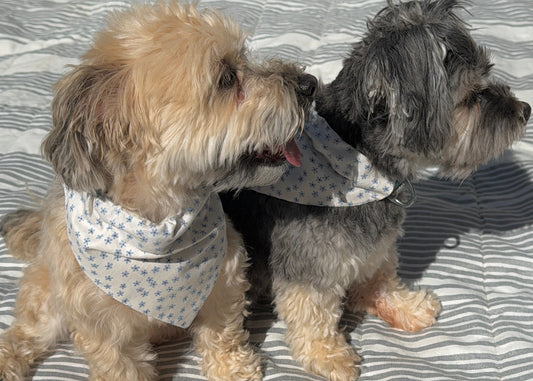 Two small dogs wearing bandanas on a striped fabric background