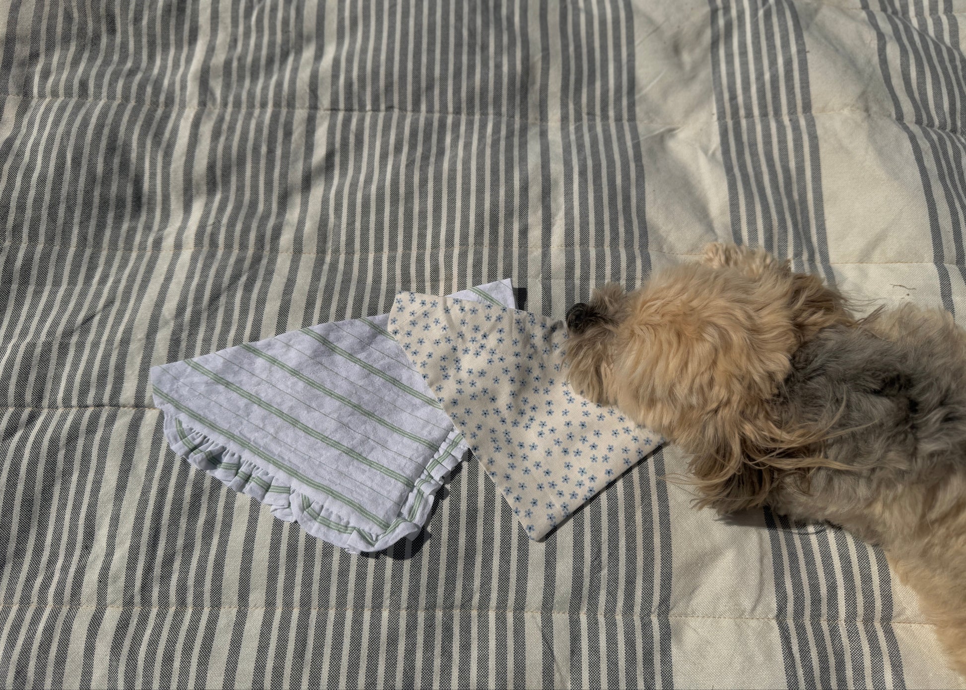 Small dog lying on bandanas on top of a striped blanket
