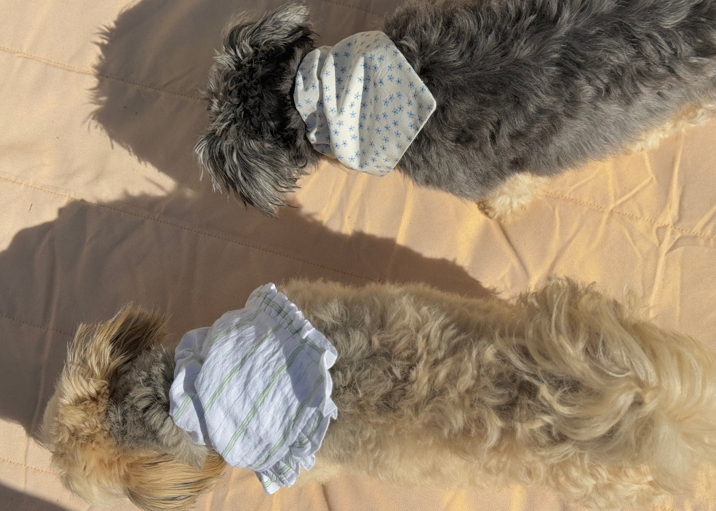 Two dogs wearing bandanas standing on a light orange blanket.